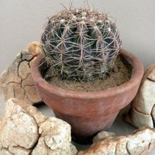 A photo of Parodia crassigibba