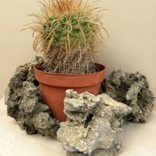 A photo of Parodia maasii