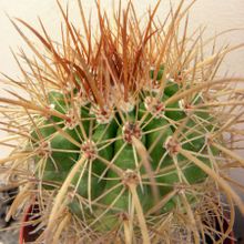 A photo of Parodia maasii