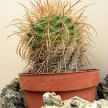 A photo of Parodia maasii