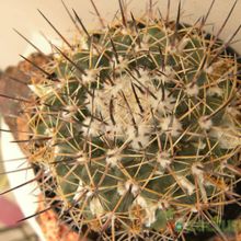 Una foto de Mammillaria melanocentra