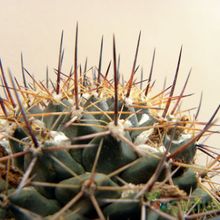 Una foto de Mammillaria melanocentra