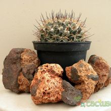 Una foto de Mammillaria melanocentra