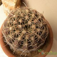 A photo of Parodia crassigibba