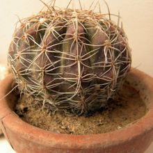 A photo of Parodia crassigibba