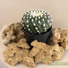 A photo of Notocactus uebelmannianus