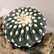 A photo of Notocactus uebelmannianus