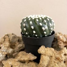 A photo of Notocactus uebelmannianus