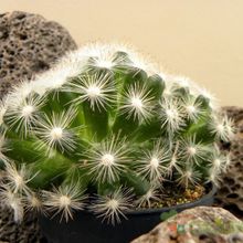 Una foto de Mammilloydia candida