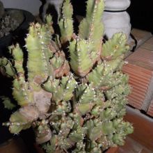Una foto de Euphorbia resinifera
