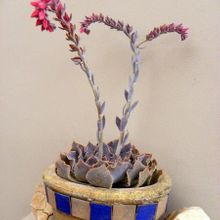 A photo of Echeveria cv. Blue Wave