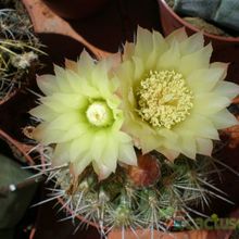 A photo of Eriosyce chilensis