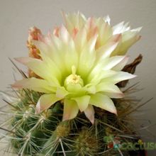 A photo of Eriosyce chilensis