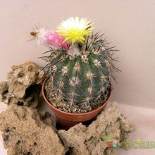 A photo of Eriosyce islayensis