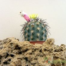 A photo of Eriosyce islayensis