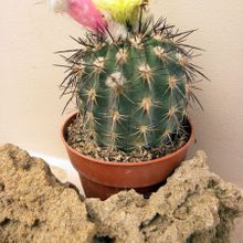 A photo of Eriosyce islayensis