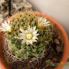 Una foto de Mammillaria decipiens ssp. camptotricha