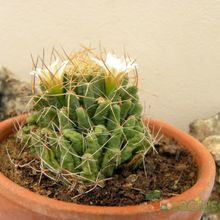 Una foto de Mammillaria decipiens ssp. camptotricha