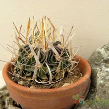 Una foto de Stenocactus phyllacanthus