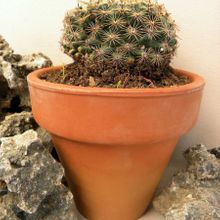 A photo of Mammillaria heyderi ssp. heyderi