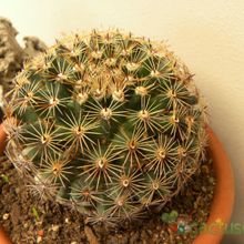 A photo of Mammillaria heyderi ssp. heyderi