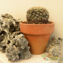 A photo of Mammillaria heyderi ssp. heyderi