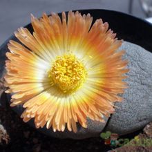 Una foto de Pleiospilos nelii