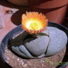 Una foto de Pleiospilos nelii