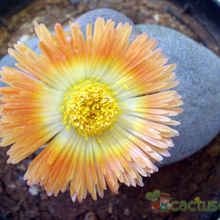 Una foto de Pleiospilos nelii