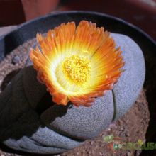 Una foto de Pleiospilos nelii