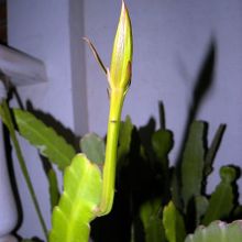Una foto de Epiphyllum hookeri