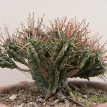 Una foto de Euphorbia mammillaris