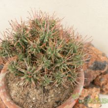 Una foto de Euphorbia mammillaris