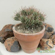 Una foto de Euphorbia mammillaris