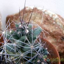 Una foto de Coryphantha macromeris
