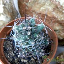 Una foto de Coryphantha macromeris