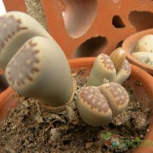 A photo of Lithops julii ssp. fulleri var. fulleri