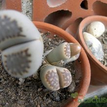 A photo of Lithops julii ssp. fulleri var. fulleri