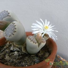 A photo of Lithops julii ssp. fulleri var. fulleri