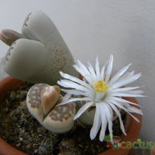 A photo of Lithops julii ssp. fulleri var. fulleri