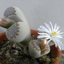 A photo of Lithops julii ssp. fulleri var. fulleri