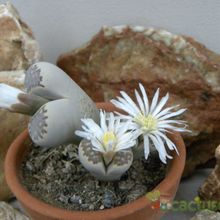 A photo of Lithops julii ssp. fulleri var. fulleri