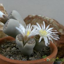 A photo of Lithops julii ssp. fulleri var. fulleri