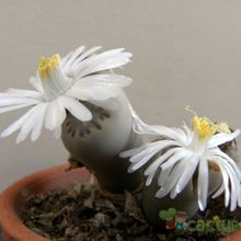 A photo of Lithops julii ssp. fulleri var. fulleri