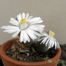 A photo of Lithops julii ssp. fulleri var. fulleri