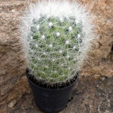 Una foto de Mammillaria senilis