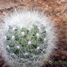 Una foto de Mammillaria senilis