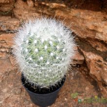 Una foto de Mammillaria senilis