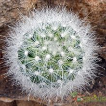 Una foto de Mammillaria senilis