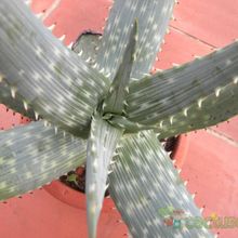 A photo of Aloe gariepensis